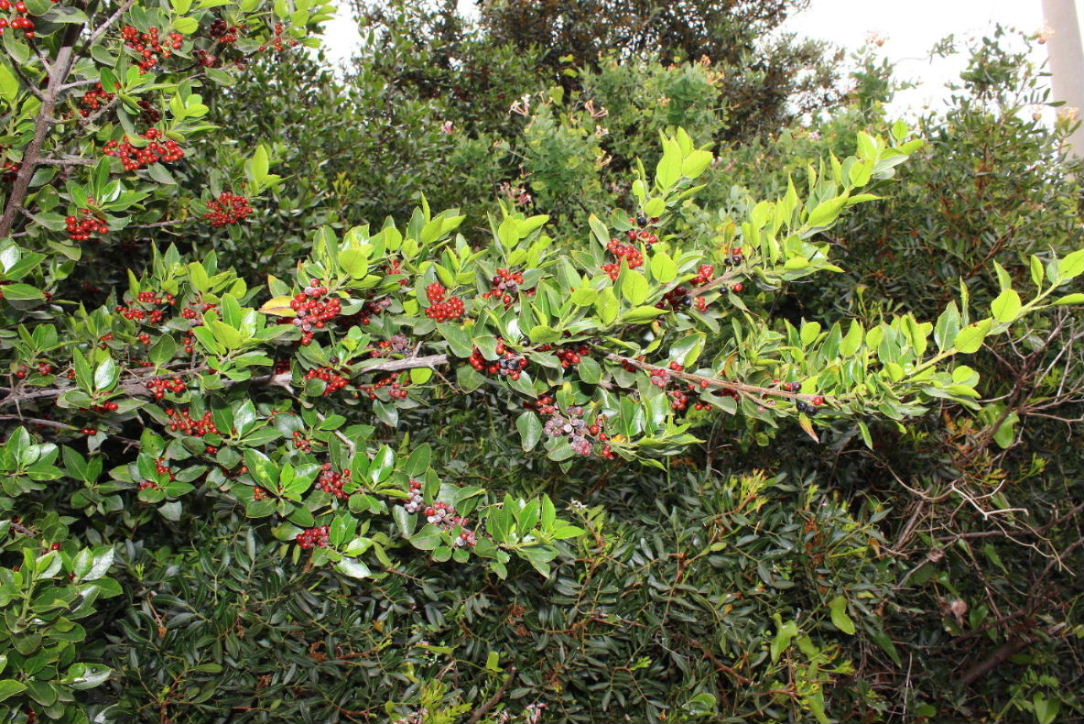 Rhamnus alaternus / Ranno lanterno